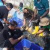 Upaya Pemulihan Ikan Lokal Pemkab Batang Gelar Aksi Pembersihan Ikan Sapu Sapu di Aliran sungai