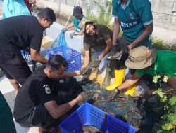 Upaya Pemulihan Ikan Lokal Pemkab Batang Gelar Aksi Pembersihan Ikan Sapu Sapu di Aliran sungai