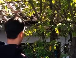 Geger Penemuan Potongan Kaki di Pohon Pantura Brebes, Ternyata Korban Tabrak Lari Lansia Penarik Becak
